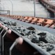 پیش‌بینی گلوبال دیتا از افزایش تولید سنگ‌آهن